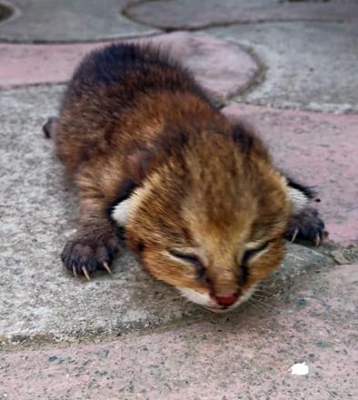 When the leopard hits the police station ... | बिबट्याचा बछडा पोलीस ठाण्यात धडकतो तेव्हा... When the leopard hits the police station ... | बिबट्याचा बछडा पोलीस ठाण्यात धडकतो तेव्हा...