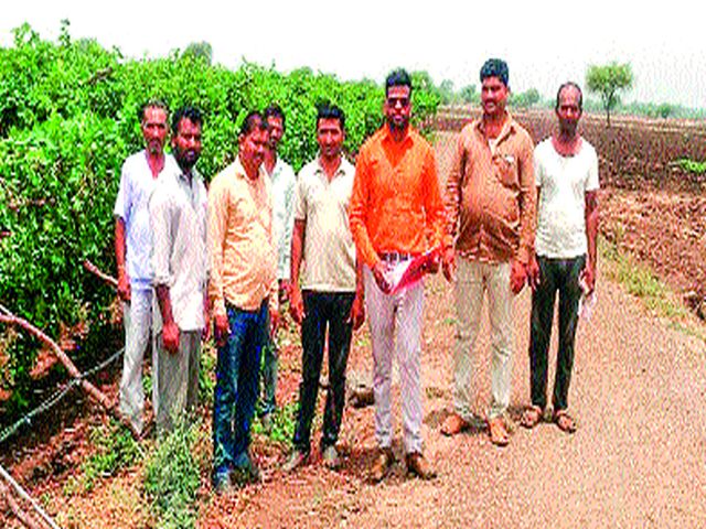 Grapefruit, onion damage | द्राक्षबागा, कांद्याचे नुकसान
