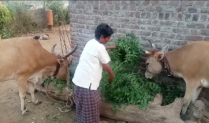 Neemgava animals bring neem cake | नांदगावला जनावरांना कडुनिंबाचा पाला Neemgava animals bring neem cake | नांदगावला जनावरांना कडुनिंबाचा पाला