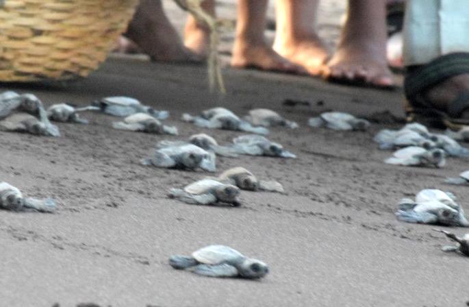 126 tortoyes eggs found in the vetye sea | वेत्ये येथे कासवे समुद्रात झेपावली, १२६ अंडी सापडली 126 tortoyes eggs found in the vetye sea | वेत्ये येथे कासवे समुद्रात झेपावली, १२६ अंडी सापडली