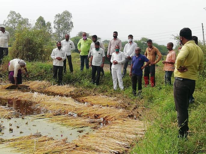 Major damage to paddy crop in Barshingway area | बारशिंगवे परीसरात येथे भात पिकाचे मोठे नुकसान Major damage to paddy crop in Barshingway area | बारशिंगवे परीसरात येथे भात पिकाचे मोठे नुकसान