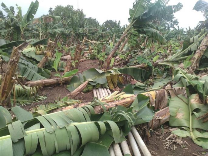 Crop damage due to back rain | परतीच्या पावसामुळे पिकांचे नुकसान Crop damage due to back rain | परतीच्या पावसामुळे पिकांचे नुकसान