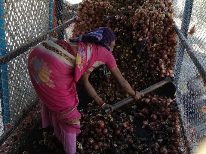 Start throwing the sliced onion | सडलेला कांदा फेकण्यास सुरूवात Start throwing the sliced onion | सडलेला कांदा फेकण्यास सुरूवात
