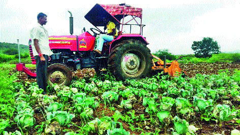 Anchor at 150 acres of cabbage | दीडशे एकर कोबीवर नांगर Anchor at 150 acres of cabbage | दीडशे एकर कोबीवर नांगर