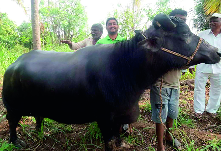 Bastwad farmer buys buffalo | बस्तवाडच्या शेतकऱ्याने केली खरेदीसव्वा लाखाची म्हैस Bastwad farmer buys buffalo | बस्तवाडच्या शेतकऱ्याने केली खरेदीसव्वा लाखाची म्हैस