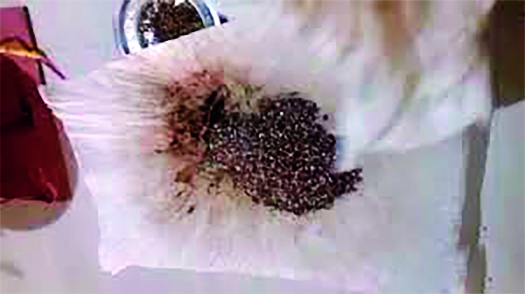 'Dhoni', you do not want to eat rice! | ‘धोनी’चा मावा, नको खाऊ भावा!