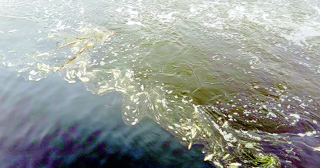 Dead fish cost | तेरवाड बंधाऱ्यात मृत माशांचा खच Dead fish cost | तेरवाड बंधाऱ्यात मृत माशांचा खच