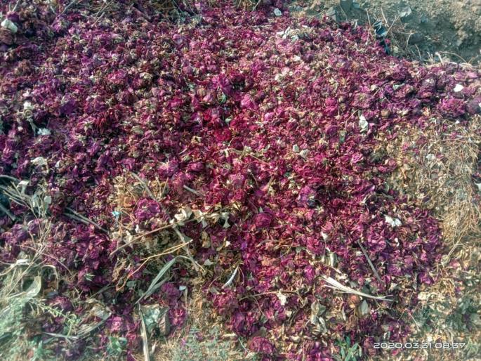 The crisis of the corona; 15 Guntha rose plants were thrown on the embankment ...! | कोरोनाचे संकट; १५ गुंठ्यावरील गुलाबाची रोपं बांधावर काढून फेकली...! The crisis of the corona; 15 Guntha rose plants were thrown on the embankment ...! | कोरोनाचे संकट; १५ गुंठ्यावरील गुलाबाची रोपं बांधावर काढून फेकली...!