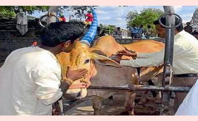 Saliva scabies vaccination campaign for animals | जनावरांसाठी लाळ खुरकूत रोगप्रतिबंधक लसीकरण मोहीम Saliva scabies vaccination campaign for animals | जनावरांसाठी लाळ खुरकूत रोगप्रतिबंधक लसीकरण मोहीम