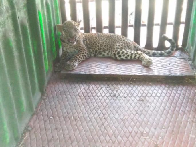 Leopard confiscated at Mohadi | मोहाडी येथे बिबट्या जेरबंद Leopard confiscated at Mohadi | मोहाडी येथे बिबट्या जेरबंद