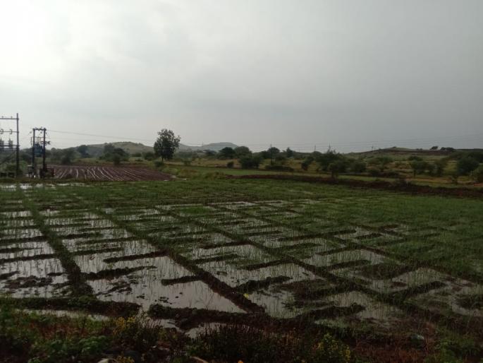 The rains in Naigaon valley caused the crop to rot | नायगाव खो-यात होत असलेल्या पावसामुळे पीक सडु लागली The rains in Naigaon valley caused the crop to rot | नायगाव खो-यात होत असलेल्या पावसामुळे पीक सडु लागली
