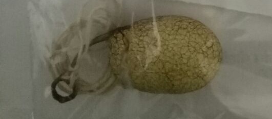 Fraud by showing the bait of cottage | नागमणीचे आमिष दाखवून फसवणूक Fraud by showing the bait of cottage | नागमणीचे आमिष दाखवून फसवणूक