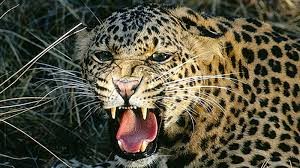 Leopard killed the cow | बिबट्याच्या हल्ल्यात गाय ठार