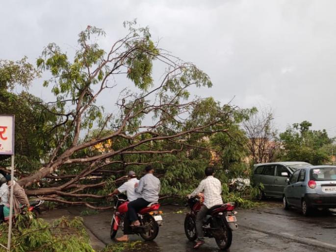 A tree fell on Nevasa Fata Road, causing traffic congestion. | नेवासा फाटा रोडवर झाड पडल्याने वाहतूक खोळंबली.. A tree fell on Nevasa Fata Road, causing traffic congestion. | नेवासा फाटा रोडवर झाड पडल्याने वाहतूक खोळंबली..