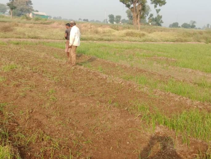 Thieves bite on onion plants | कांद्याच्या रोपांवर चोरट्यांचा डल्ला Thieves bite on onion plants | कांद्याच्या रोपांवर चोरट्यांचा डल्ला