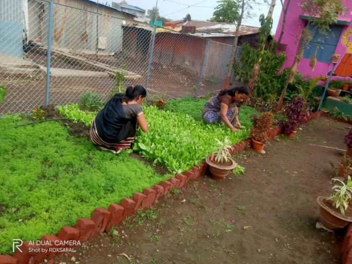Anganwadi workers in Pimpalgaon cooked organic vegetables | पिंपळगावी अंगणवाडी सेविकांनी पिकविला सेंद्रिय भाजीपाला Anganwadi workers in Pimpalgaon cooked organic vegetables | पिंपळगावी अंगणवाडी सेविकांनी पिकविला सेंद्रिय भाजीपाला