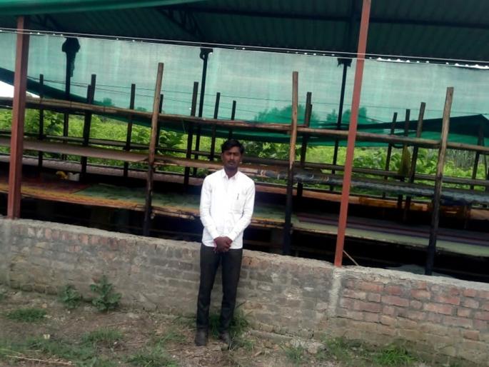 Parbhani: The problem of silk farmers in Borgahan | परभणी : बोरगव्हाण येथील रेशीम शेतकरी अडचणीत