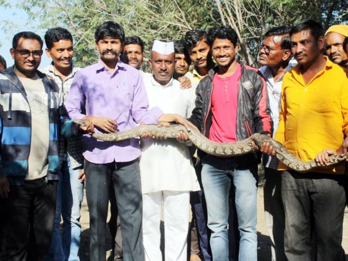 Parbhani: Ajagras alive, caught in the trap | परभणी : जाळ्यात अडकलेल्या अजगरास जीवदान