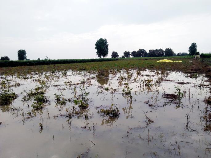 Parbhani: The return rains hit the crops | परभणी : परतीच्या पावसाचा पिकांना बसला फटका Parbhani: The return rains hit the crops | परभणी : परतीच्या पावसाचा पिकांना बसला फटका