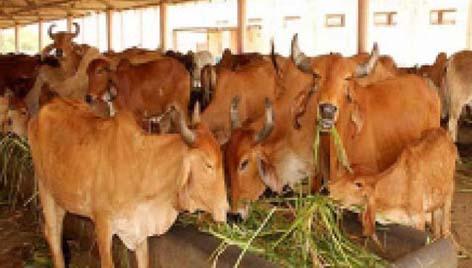 Animal concern in Parbhani district | परभणी जिल्ह्यातील पशूपालक चिंतेत