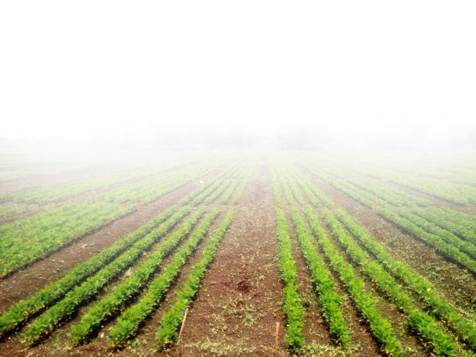 87% saplings of Kharif in Parbhani district have been completed | परभणी जिल्ह्यात खरिपाच्या ८७ टक्के पेरण्या पूर्ण 87% saplings of Kharif in Parbhani district have been completed | परभणी जिल्ह्यात खरिपाच्या ८७ टक्के पेरण्या पूर्ण