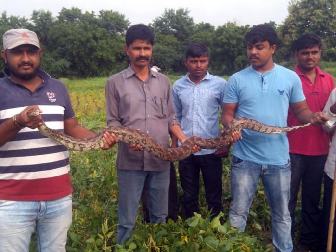 Parbhani: Six foot dragon caught by serpents | परभणी : सर्पमित्रांनी पकडला सहा फुटाचा अजगर Parbhani: Six foot dragon caught by serpents | परभणी : सर्पमित्रांनी पकडला सहा फुटाचा अजगर
