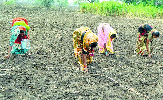 As the cooling season begins, the sowing of the rabbi begins | थंडीची चाहूल लागताच रब्बीच्या पेरण्या सुरू As the cooling season begins, the sowing of the rabbi begins | थंडीची चाहूल लागताच रब्बीच्या पेरण्या सुरू