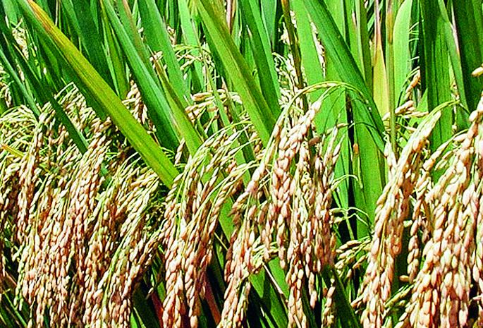 Ratnagiri: Small response to farmers selling paddy, online payment facility | रत्नागिरी : भात विक्रीला शेतकऱ्यांचा अल्प प्रतिसाद, आॅनलाईन पेमेंटची सुविधा Ratnagiri: Small response to farmers selling paddy, online payment facility | रत्नागिरी : भात विक्रीला शेतकऱ्यांचा अल्प प्रतिसाद, आॅनलाईन पेमेंटची सुविधा