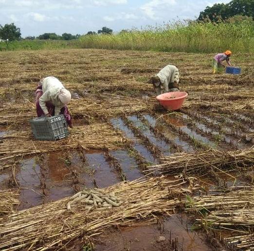Water came to KTW after four years in the area including Kajgaon | कजगावसह परिसरात चार वर्षांनंतर केटीवेयरला आले पाणी Water came to KTW after four years in the area including Kajgaon | कजगावसह परिसरात चार वर्षांनंतर केटीवेयरला आले पाणी