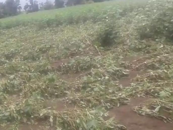 Extreme rainfall carried cotton crop | अति वृष्टीने कपाशीचे पीक गेले वाहून Extreme rainfall carried cotton crop | अति वृष्टीने कपाशीचे पीक गेले वाहून