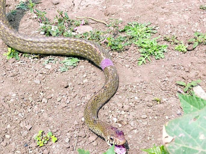 A mongoose attacks a wounded snake trapped in a plastic cap | प्लास्टिकच्या टोपणात अडकलेल्या जखमी सापावर मुंगसाचा केला हल्ला A mongoose attacks a wounded snake trapped in a plastic cap | प्लास्टिकच्या टोपणात अडकलेल्या जखमी सापावर मुंगसाचा केला हल्ला
