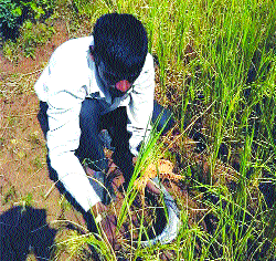 When the paw is not clamped in a wrist and paddy husk | पंजा नसताना मनगटाला विळा बांधून भात काढणी When the paw is not clamped in a wrist and paddy husk | पंजा नसताना मनगटाला विळा बांधून भात काढणी