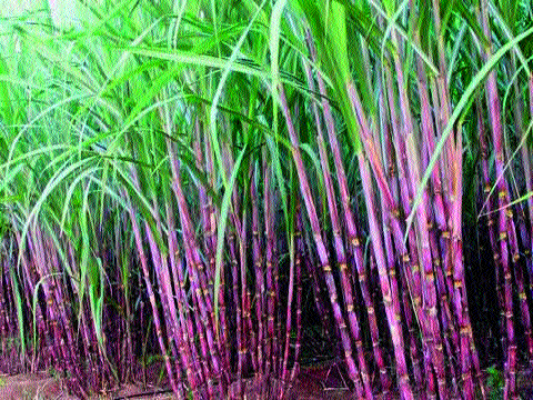 Issue One and the other Usha Parishad | मुद्दा एक अन् ऊस परिषदा अनेक Issue One and the other Usha Parishad | मुद्दा एक अन् ऊस परिषदा अनेक