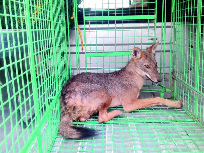 The fishermen lying in the well, the incident at Jeejana, Vallekhandi: The performance of the youth | विहिरीत पडलेल्या कोल्ह्याला जीवदान, वाळेखिंडी येथील घटना : युवकांची कामगिरी The fishermen lying in the well, the incident at Jeejana, Vallekhandi: The performance of the youth | विहिरीत पडलेल्या कोल्ह्याला जीवदान, वाळेखिंडी येथील घटना : युवकांची कामगिरी