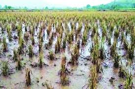 Asked for three crores; Only eleven lakhs came | तीन कोटी मागितले; अकरा लाखच आले Asked for three crores; Only eleven lakhs came | तीन कोटी मागितले; अकरा लाखच आले