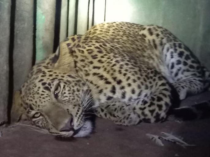 Leopard confiscated in Sinnar taluka | सिन्नर तालुक्यात बिबट्या जेरबंद Leopard confiscated in Sinnar taluka | सिन्नर तालुक्यात बिबट्या जेरबंद
