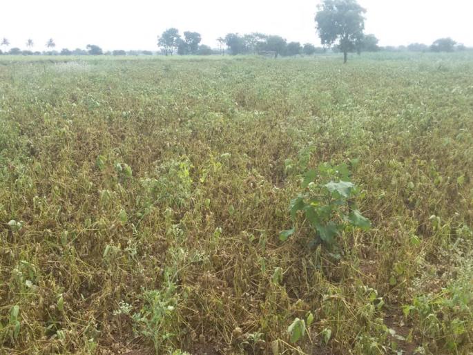 Cotton crops due to lack of rain in Niphad taluka | निफाड तालुक्यात पावसाअभावी पिके करपली