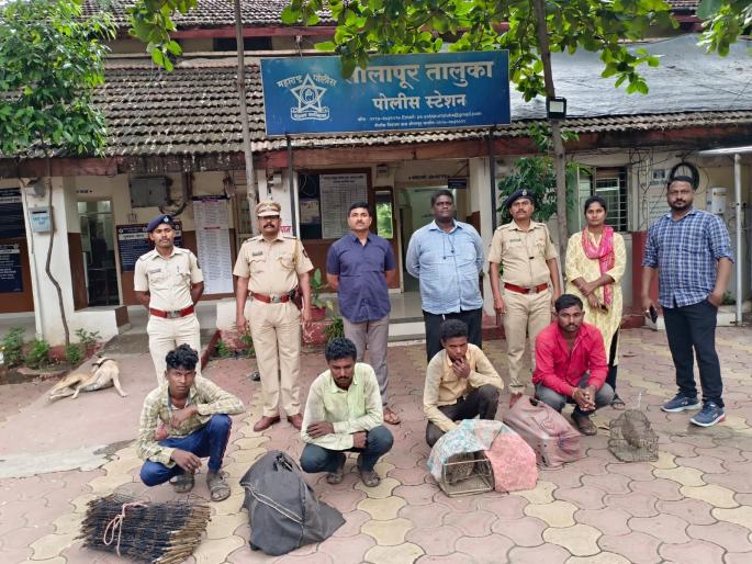 big news; Four arrested for hunting with nets in Turi field | मोठी बातमी; शिकारीसाठी तुरीच्या शेतात जाळे लावून बसलेले चौघे ताब्यात big news; Four arrested for hunting with nets in Turi field | मोठी बातमी; शिकारीसाठी तुरीच्या शेतात जाळे लावून बसलेले चौघे ताब्यात