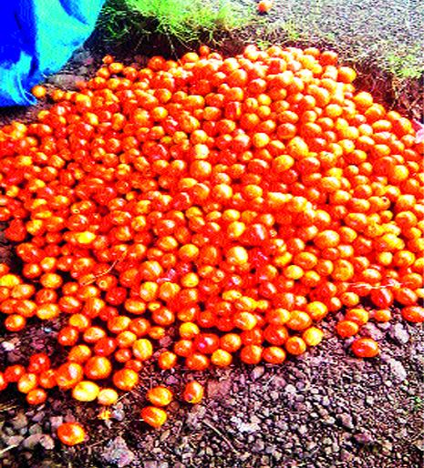 Farmers worried after falling prices of onions after onion | कांद्यापाठोपाठ टमाट्याचे भाव कोसळल्याने शेतकरी चिंतातुर