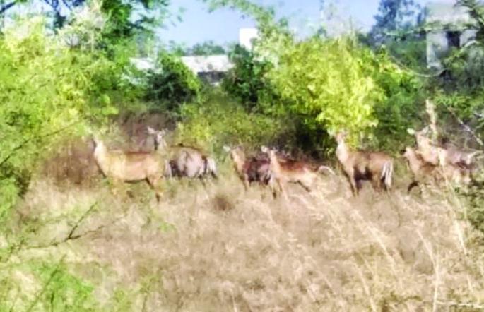 World Biodiversity Day: Biodiversity rooted in Washim's Sohal Sanctuary! | World Biodiversity Day : वाशिमच्या सोहळ अभयारण्यात रुजली जैवविविधता !