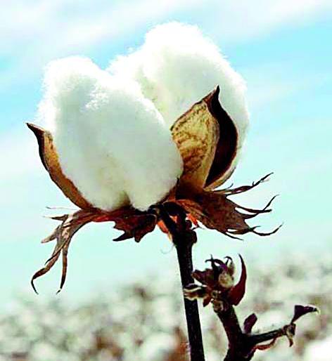 Loot of cotton growers in the market committee premises | बाजार समितीच्या आवारातच कापूस उत्पादकांची लूट Loot of cotton growers in the market committee premises | बाजार समितीच्या आवारातच कापूस उत्पादकांची लूट