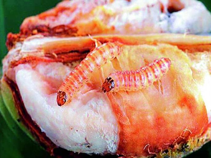 Need for Policy on Cotton Seeds | कापूस बियाण्यांवर धोरणाची गरज Need for Policy on Cotton Seeds | कापूस बियाण्यांवर धोरणाची गरज