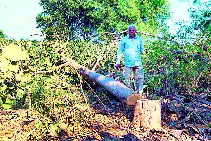 Slaughterhouse of trees in the field without permission | परवानगी न घेता टॉवरसाठी शेतातील झाडांची कत्तल Slaughterhouse of trees in the field without permission | परवानगी न घेता टॉवरसाठी शेतातील झाडांची कत्तल