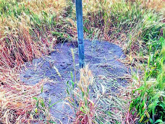 Wheat Damage | गव्हाचे नुकसान Wheat Damage | गव्हाचे नुकसान