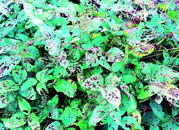 Barshila Varun Barasala | बारशीला वरुण बरसला Barshila Varun Barasala | बारशीला वरुण बरसला