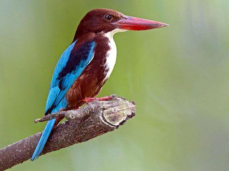 Wardha citizens will choose city bird; Election for city bird in Vidarbha for the first time | वर्धेकर निवडणार आपला शहरपक्षी; विदर्भात प्रथमच शहर पक्ष्यासाठी निवडणूक Wardha citizens will choose city bird; Election for city bird in Vidarbha for the first time | वर्धेकर निवडणार आपला शहरपक्षी; विदर्भात प्रथमच शहर पक्ष्यासाठी निवडणूक