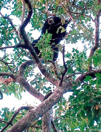 Awe-inspiring nightmare awakens over night | अस्वलाच्या भीतीने पांढुर्णावासी रात्रभर जागले