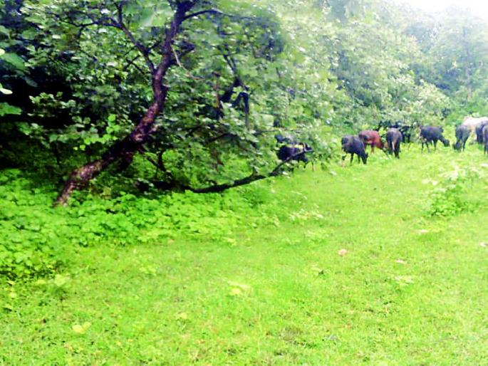 The fodder for fodder sale in the New Bore project | न्यू बोर प्रकल्पात चारा विक्रीचा गोरखधंदा The fodder for fodder sale in the New Bore project | न्यू बोर प्रकल्पात चारा विक्रीचा गोरखधंदा