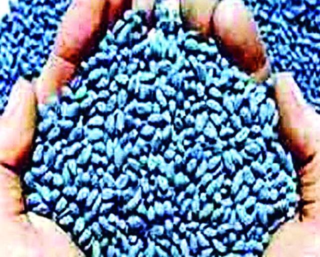 Sale license for 370 varieties of cotton | कपाशीच्या ३७० वाणांनाच विक्री परवाना Sale license for 370 varieties of cotton | कपाशीच्या ३७० वाणांनाच विक्री परवाना