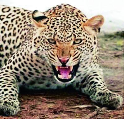 Panic of leopard in Ashti taluka | आष्टी तालुक्यात बिबट्याची दहशत Panic of leopard in Ashti taluka | आष्टी तालुक्यात बिबट्याची दहशत